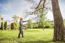 Sedona, AZ Tree Care Company