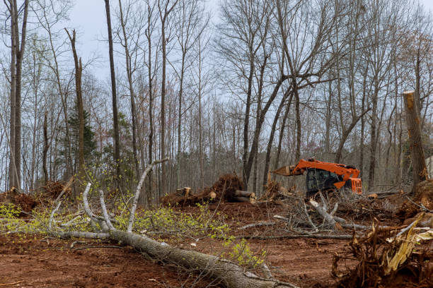 How Our Tree Care Process Works  in  Sedona, AZ