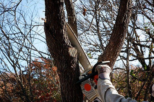 Mulching Services in Sedona, AZ
